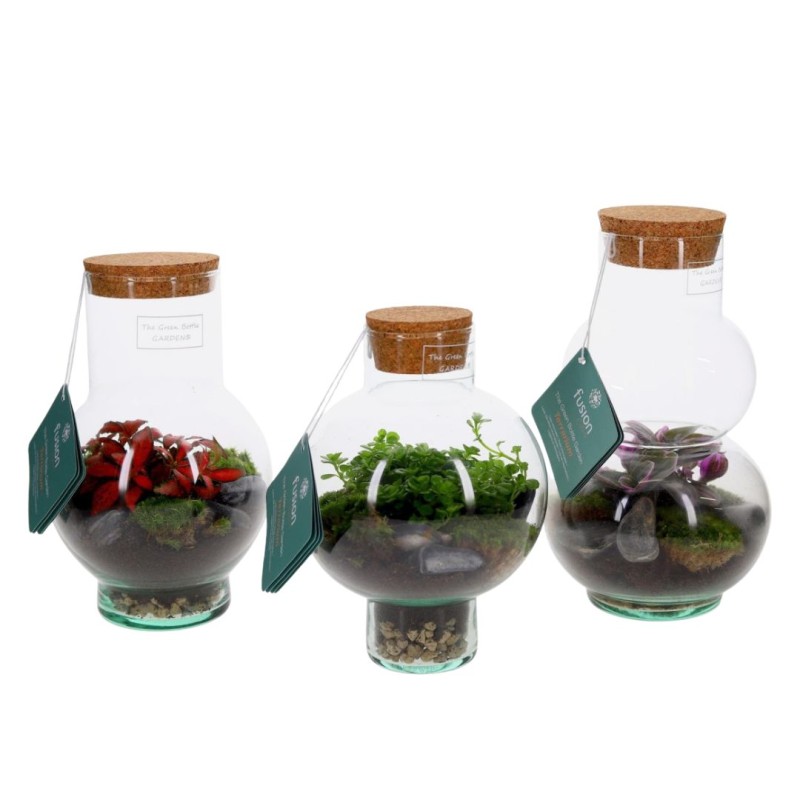 Shaped Bottle Terrarium Med 15x25cm