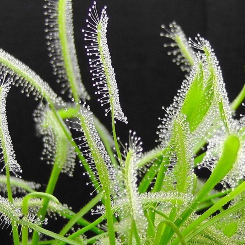 Drosera Sundews 8 cm
