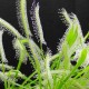 Drosera Sundews 8 cm