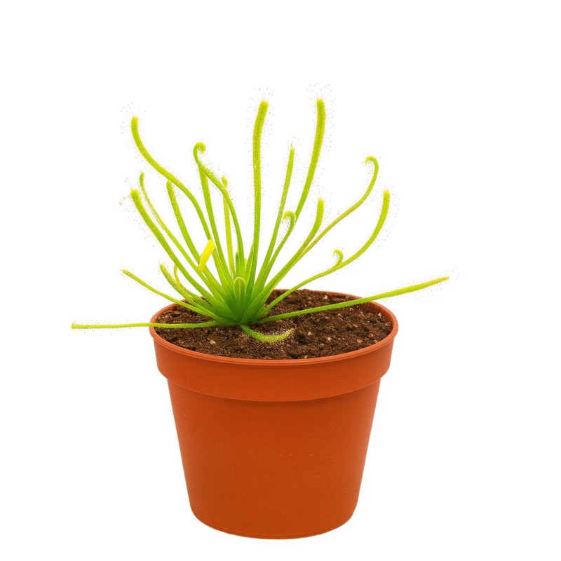 Drosera Sundews 8 cm