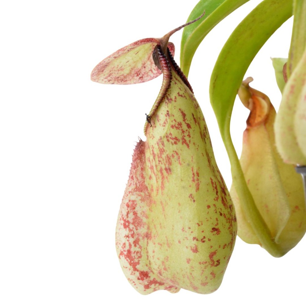 Nepenthes Rafflesiana 8Cm