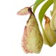 Nepenthes Rafflesiana 8Cm