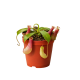 Nepenthes Rafflesiana 8Cm