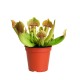 Sarracenia Rosea 8 cm