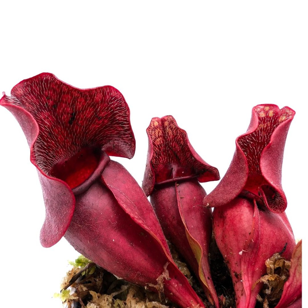 Sarracenia Rosea 8 cm