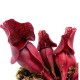 Sarracenia Rosea 8 cm