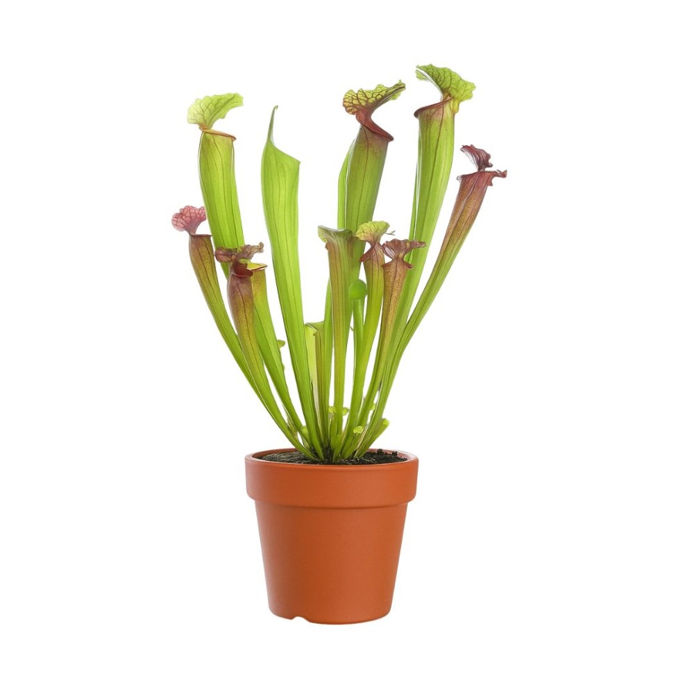 Trumpet Pitchers 8 cm