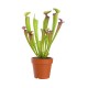 Trumpet Pitchers 8 cm