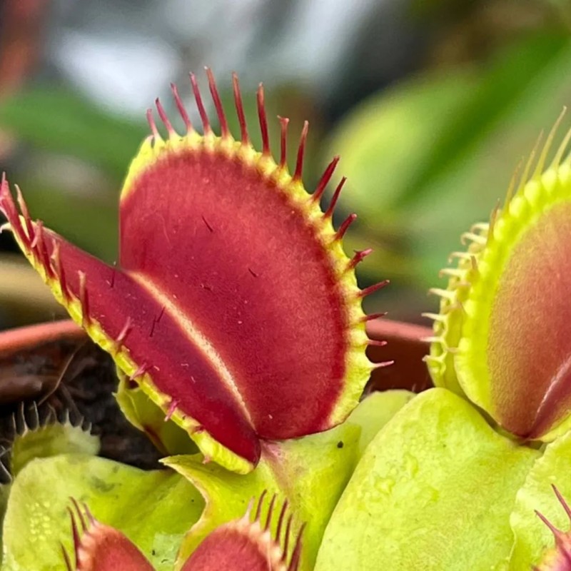 Venus Fly Traps 8 cm