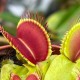 Venus Fly Traps 8 cm