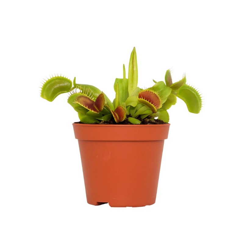 Venus Fly Traps 8 cm