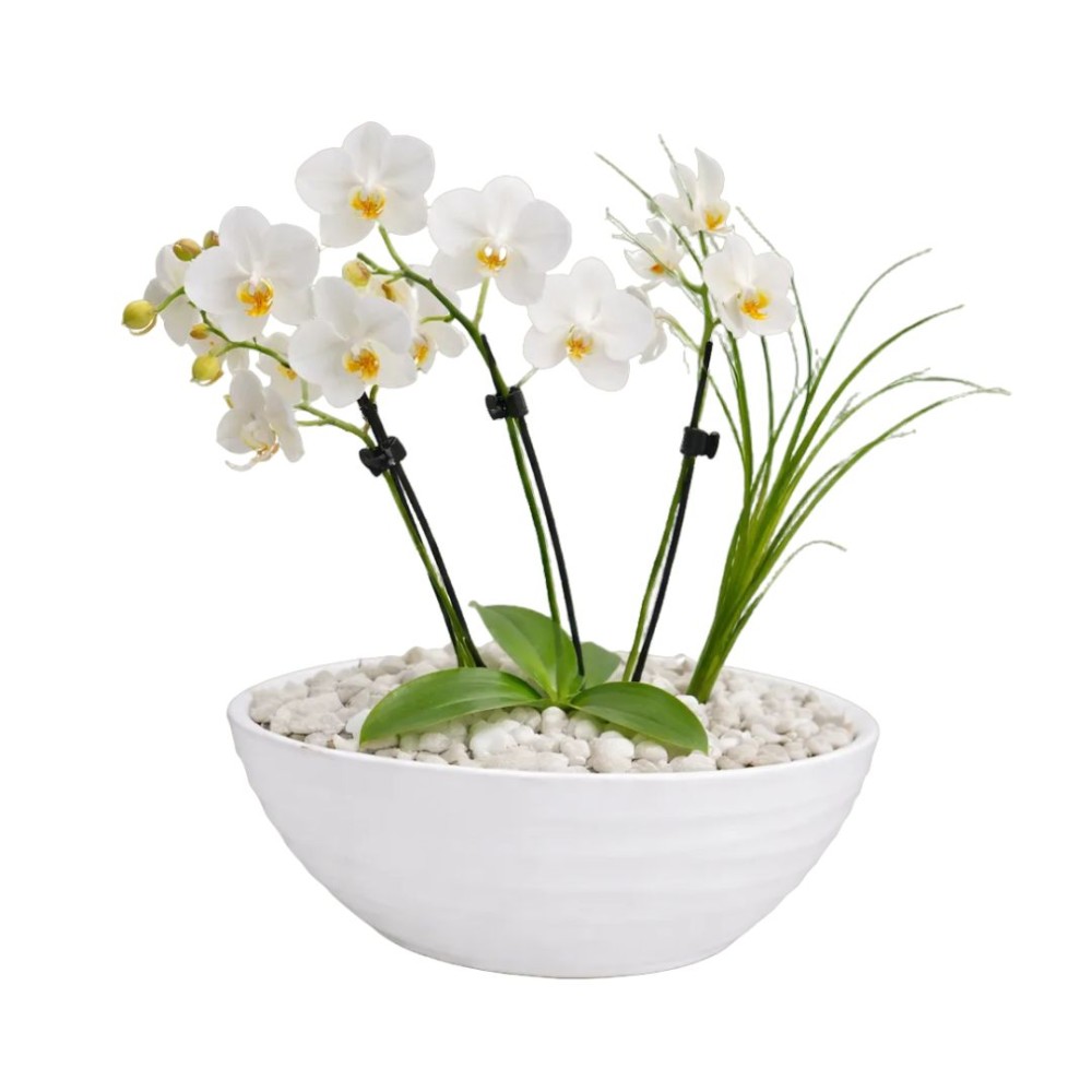 Mixed Orchid potted display 20x 25cm