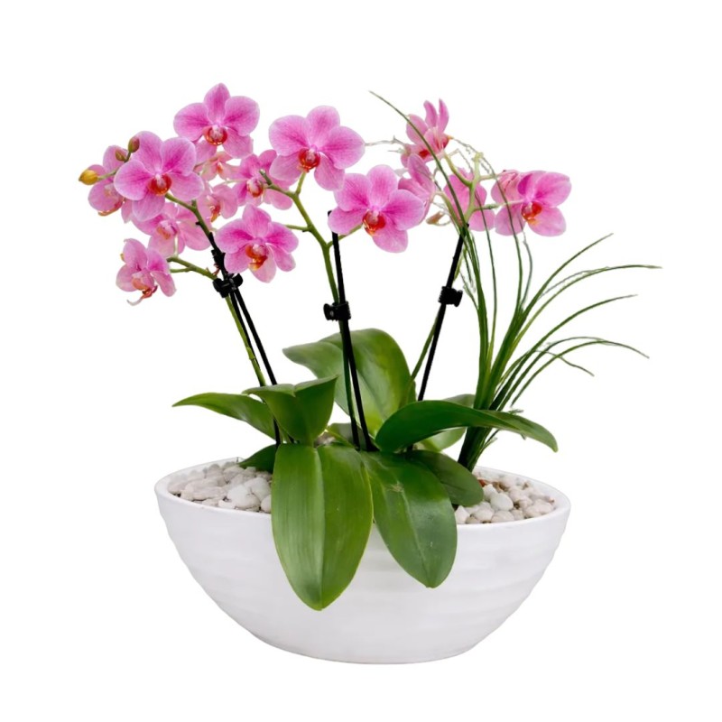 Mixed Orchid potted display 20x 25cm