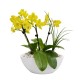 Mixed Orchid potted display 20x 25cm