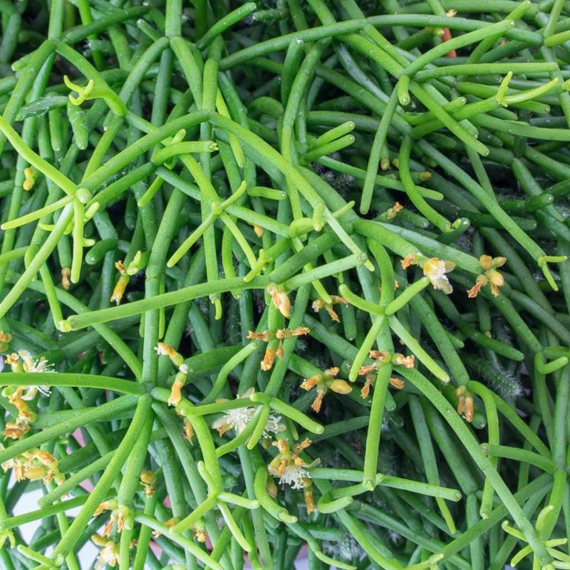 Rhipsalis Mixed 5 cm