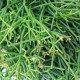 Rhipsalis Mixed 5 cm