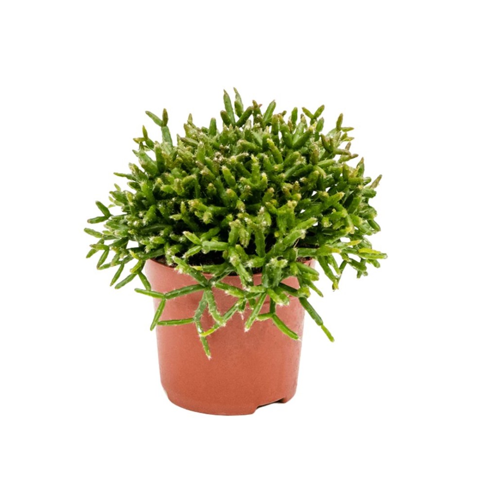 Epiphytes
