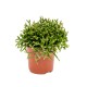 Rhipsalis Mixed 5 cm