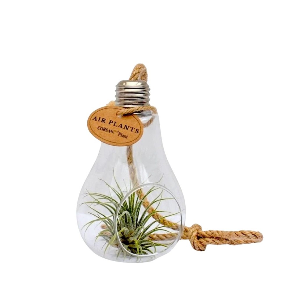 Tillandsia Flower in lightbulb with rope small  8cm