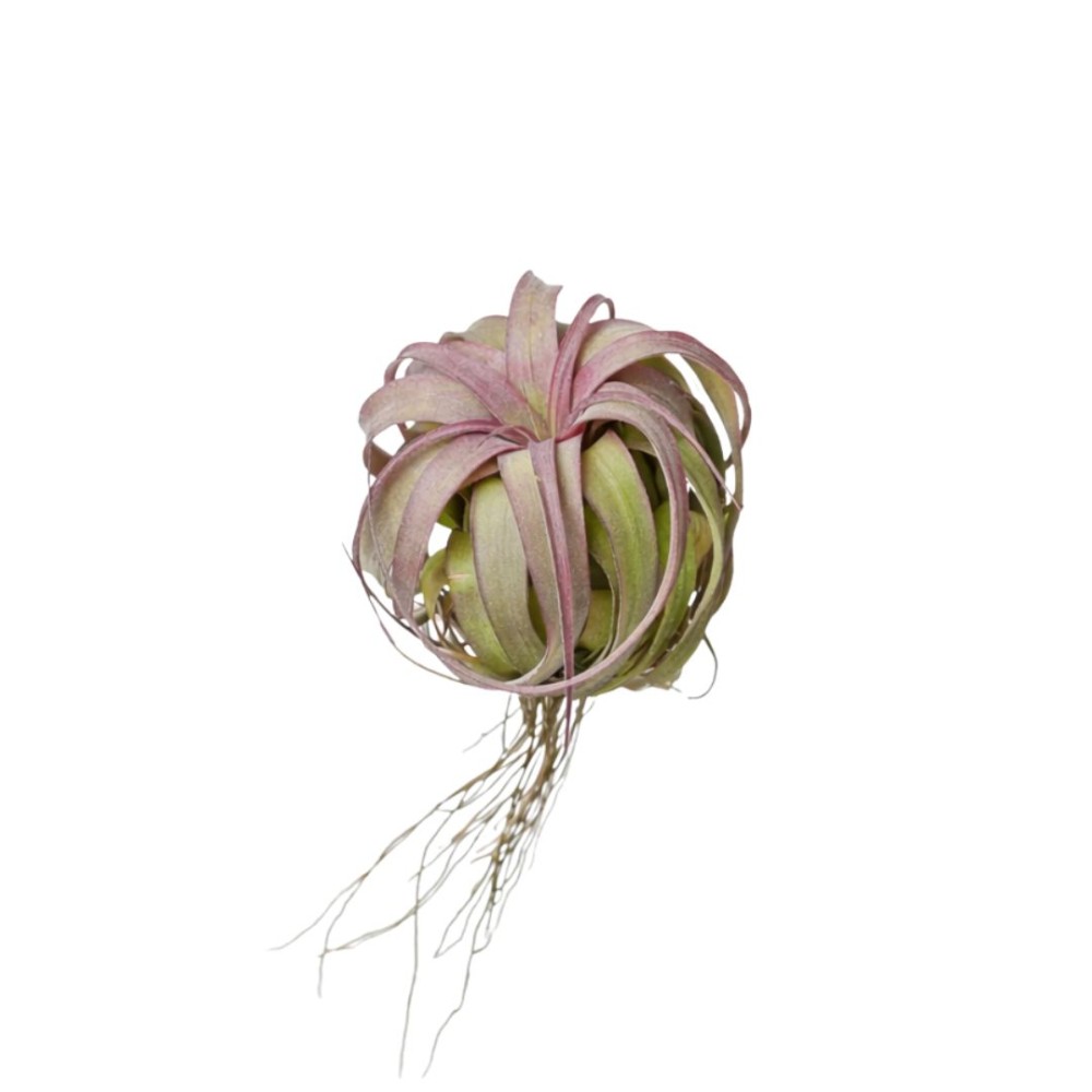Tillandsia eric knobloch