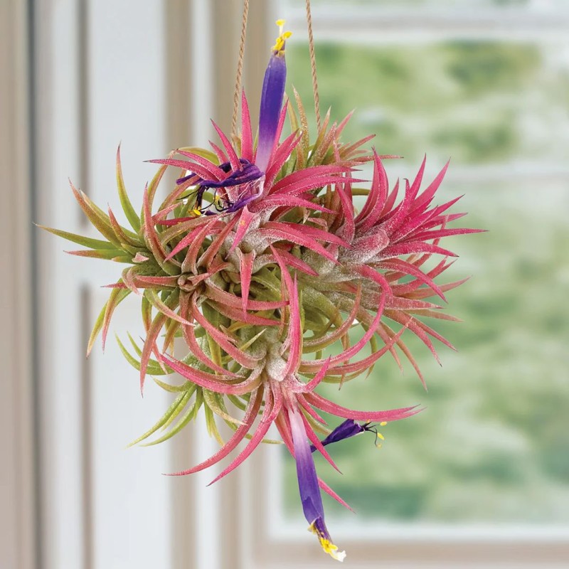 Tillandsia mix  5cm