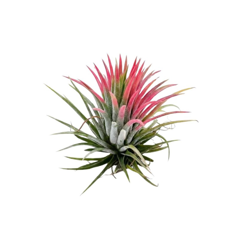 Tillandsia mix  5cm