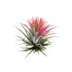 Tillandsia mix  5cm