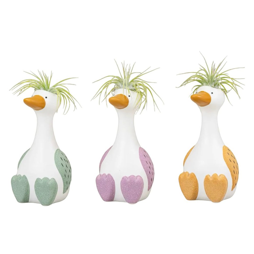 Tillandsia silly goose pot 10x15cm