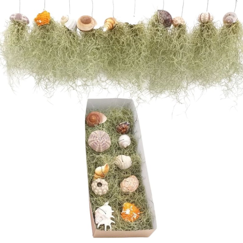 Tillandsia usnoides in shell mix