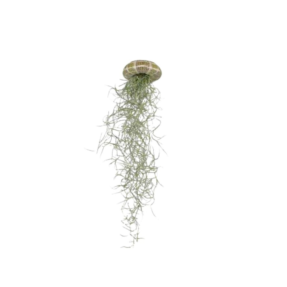 Tillandsia usnoides in shell mix