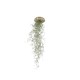 Tillandsia usnoides in shell mix
