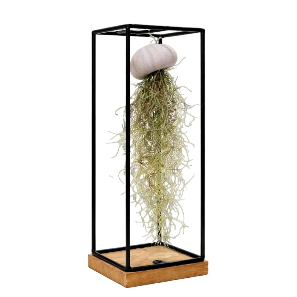 Urchin shell with airplant medium with hanging frame  9x30cm