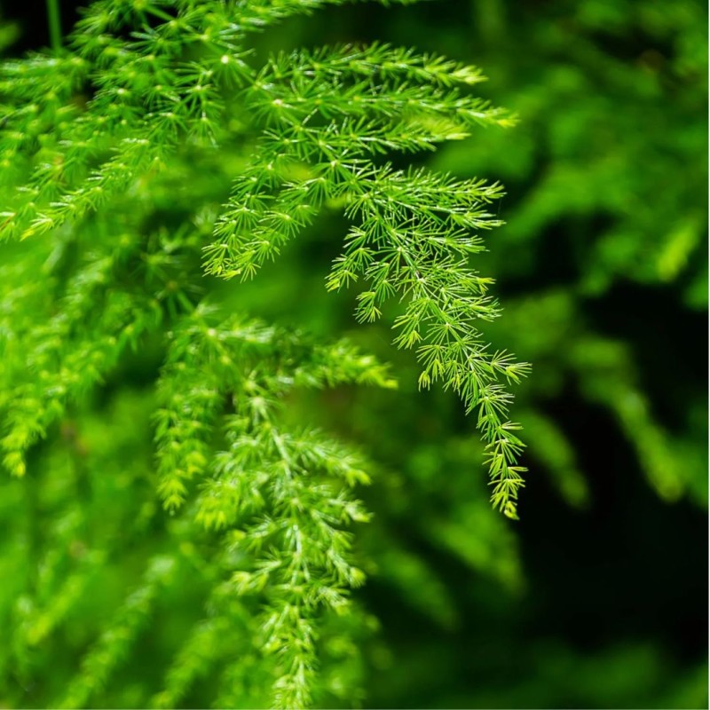 Asparagus setaceus bush 12cm