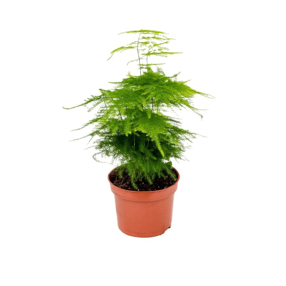 Asparagus setaceus bush 12cm