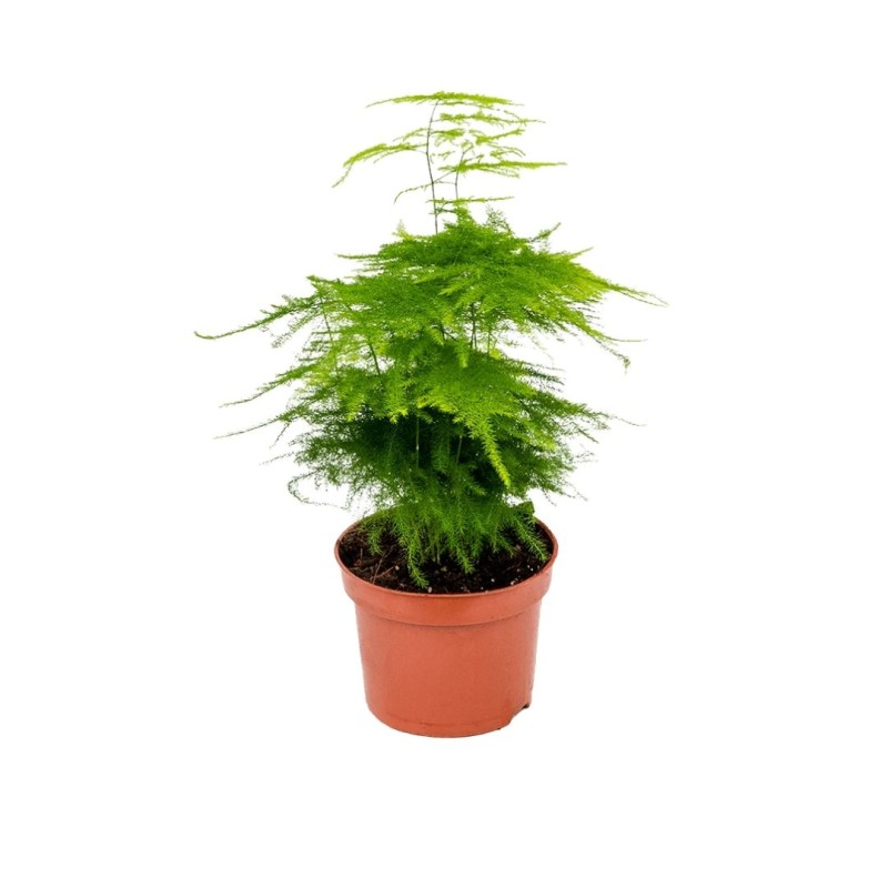 Asparagus setaceus bush 12cm