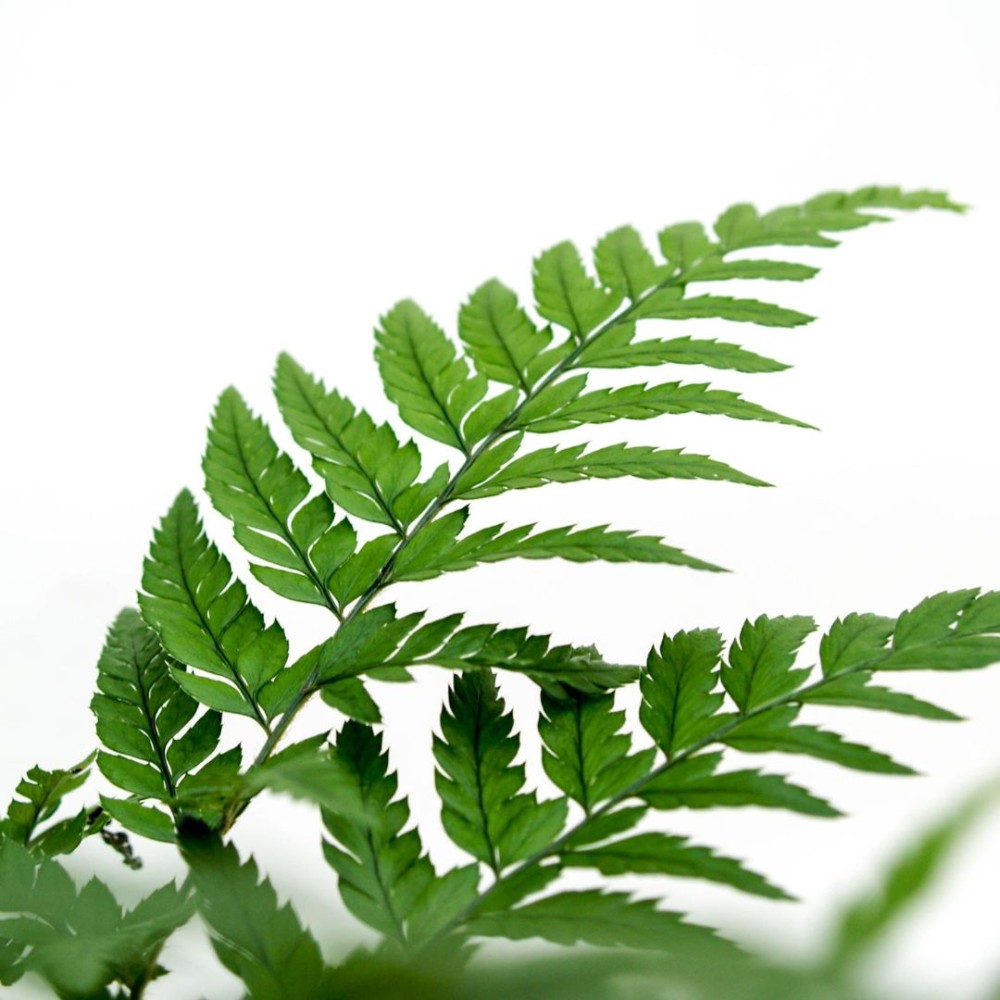 Athyrium 12 cm