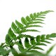 Athyrium 12 cm