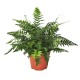 Athyrium 12 cm