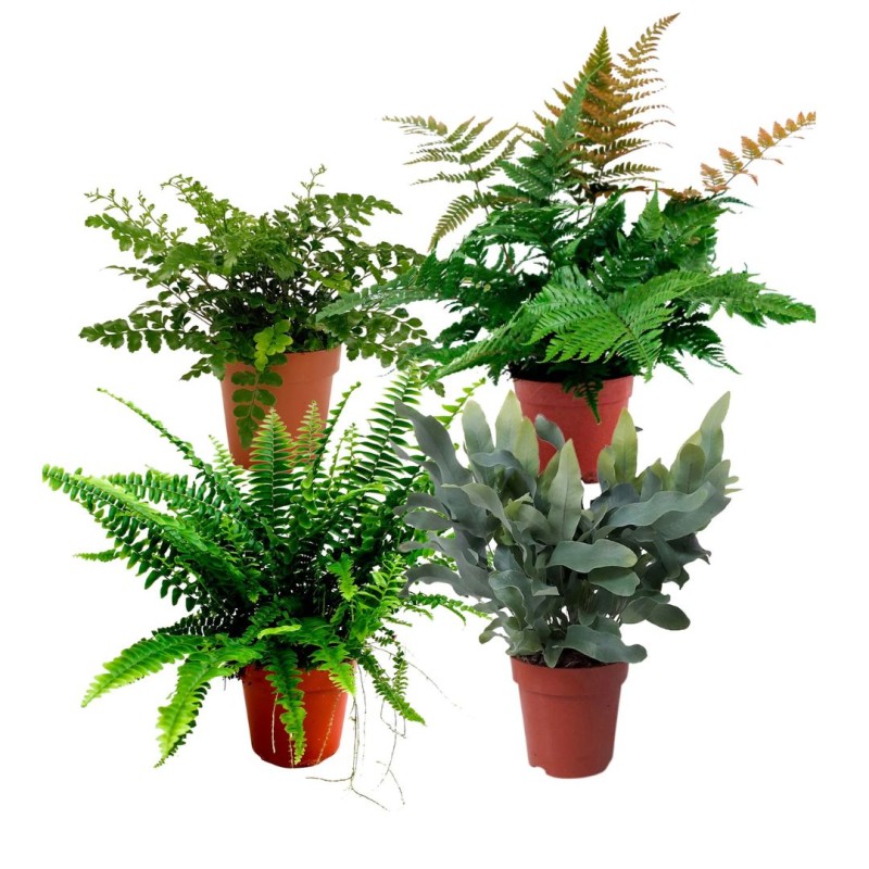 Fern mixed 14cm