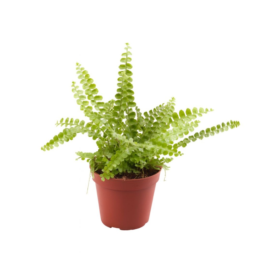 Nephrolepis Duffii 8 cm