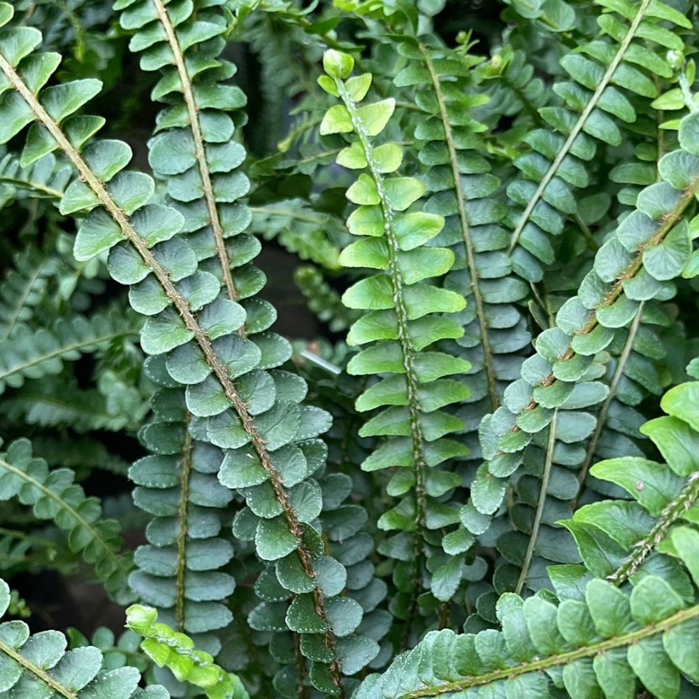 Nephrolepis Duffii 8 cm