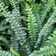 Nephrolepis Duffii 8 cm