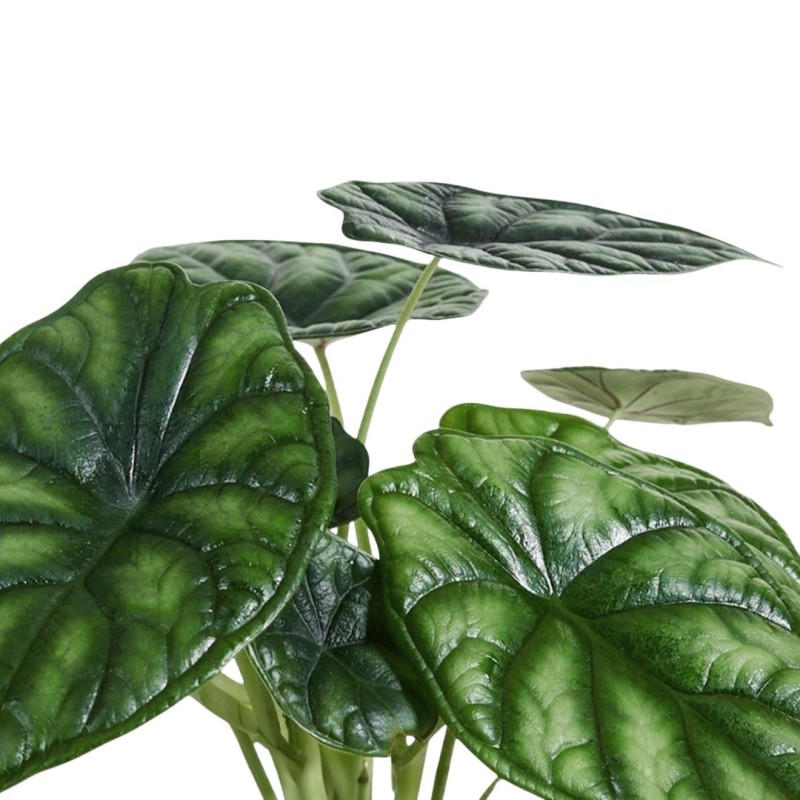 Alocasia baginda mixed 14cm