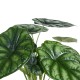 Alocasia baginda mixed 14cm