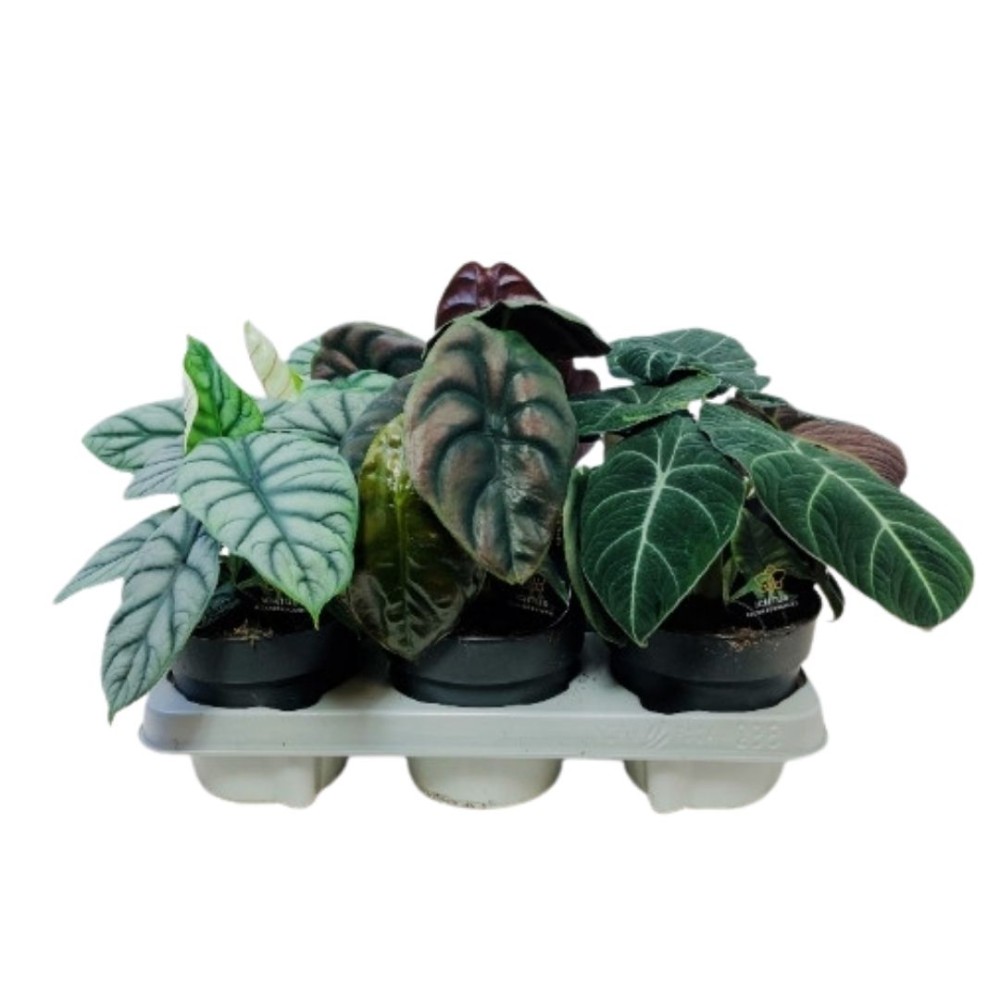 Alocasia baginda mixed 14cm