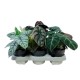 Alocasia baginda mixed 14cm