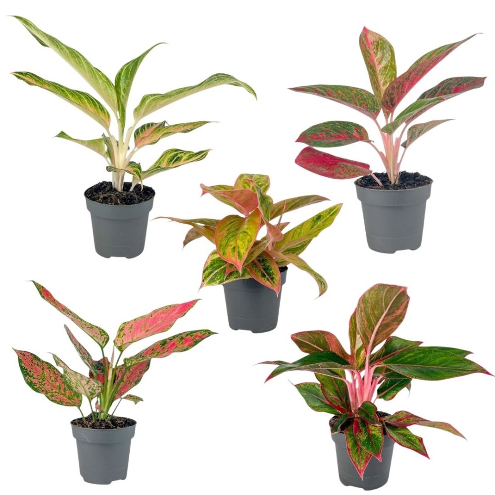 Aglaonema colour mixed 12cm