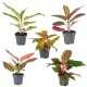 Aglaonema colour mixed 12cm