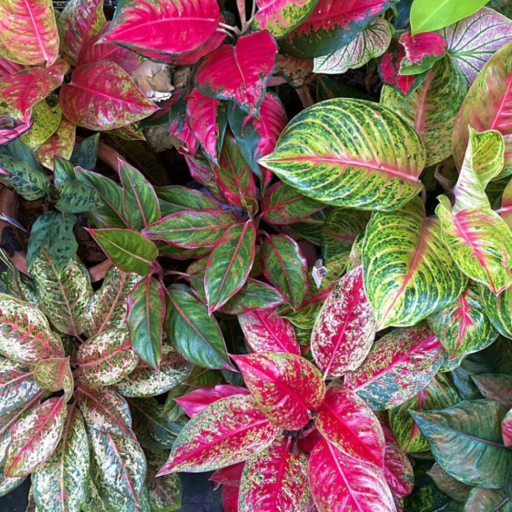 Aglaonema colour mixed 12cm
