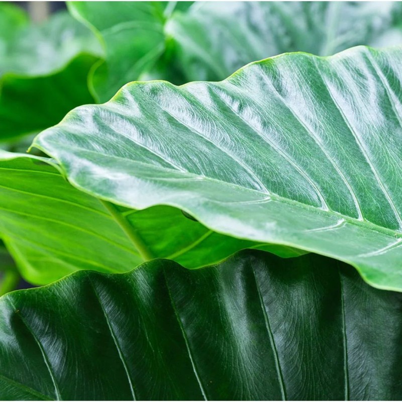 Alocasia mini mixed  6cm
